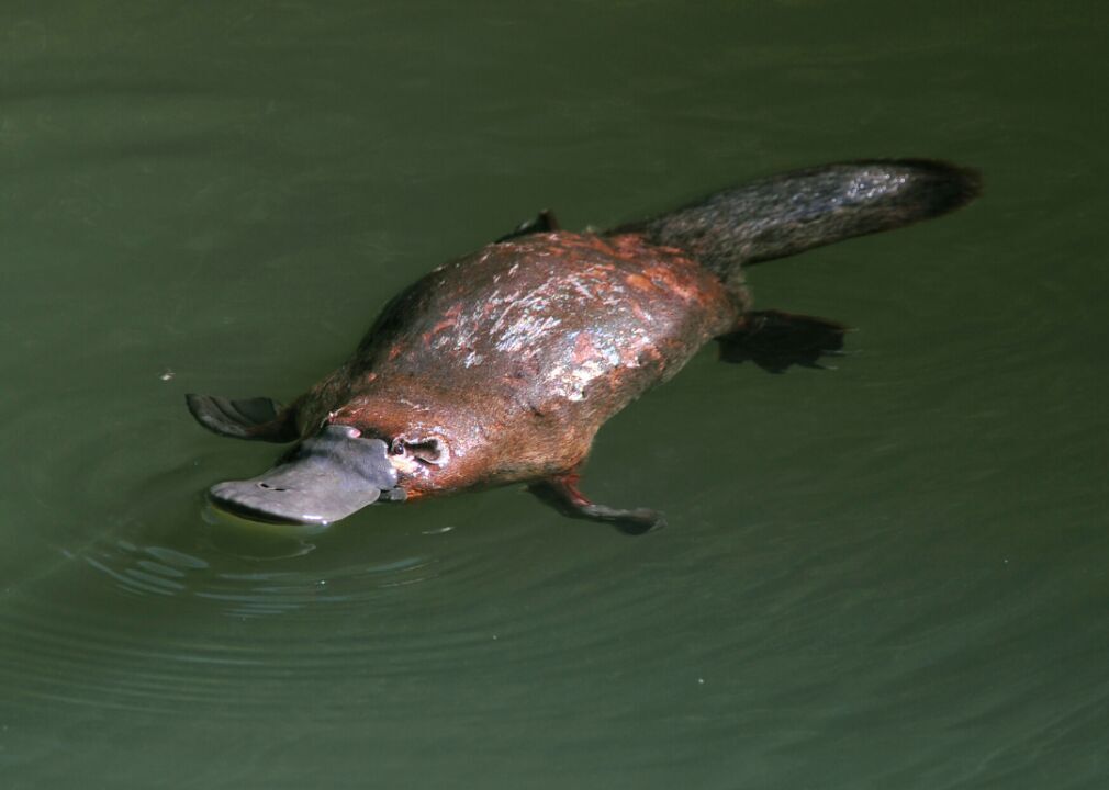 Why do platypuses lay eggs?